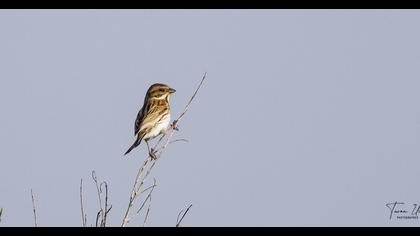 Common Reed Bunting