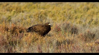 Greater Spotted Eagle
