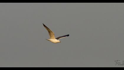 Lesser Black-backed Gull
