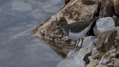 Common Sandpiper
