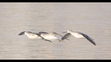 Common Greenshank