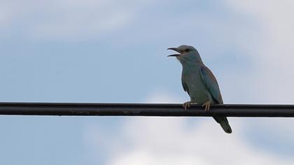 European Roller