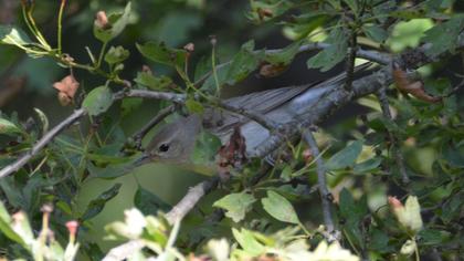 Garden Warbler