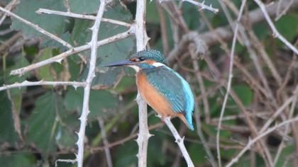 Common Kingfisher