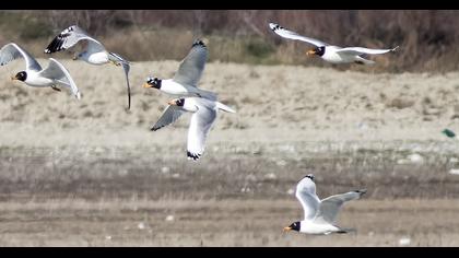 Pallas`s Gull