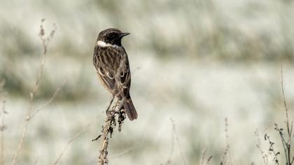 European Stonechat