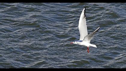 Black-headed Gull