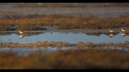 Common Ringed Plover