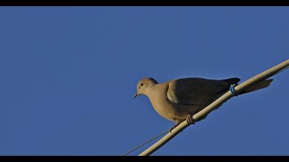Eurasian Collared Dove