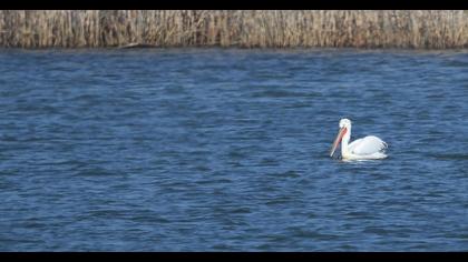 Dalmatian Pelican