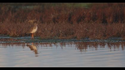 Common Redshank