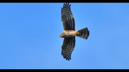 Hen Harrier