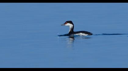Horned Grebe