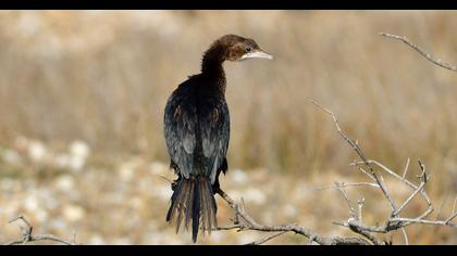 Pygmy Cormorant