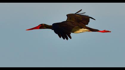 Black Stork
