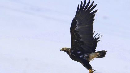 Eastern Imperial Eagle