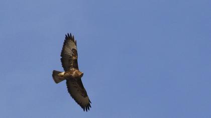 Common Buzzard