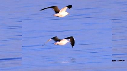 Great Black-backed Gull