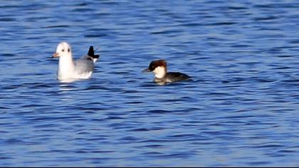 Smew