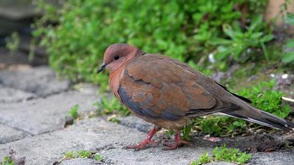 Laughing Dove