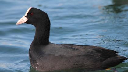 Eurasian Coot