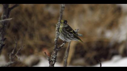 Eurasian Siskin