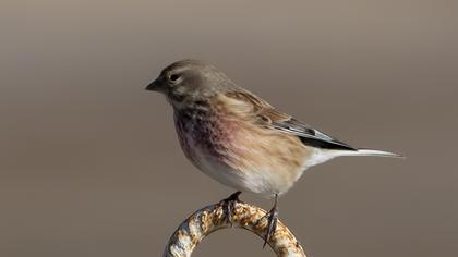 Common Linnet