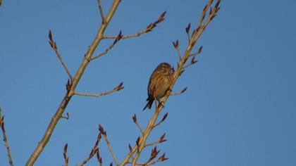 Common Linnet