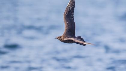 Parasitic Jaeger