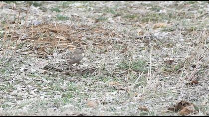 Rock Sparrow