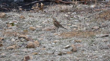 Fieldfare