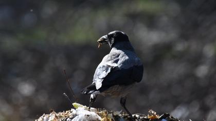 Hooded Crow