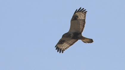 Rough-legged Buzzard
