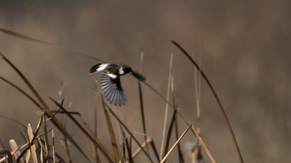 Siberian Stonechat