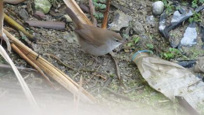 Cetti`s Warbler