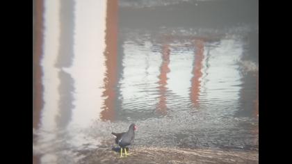 Common Moorhen