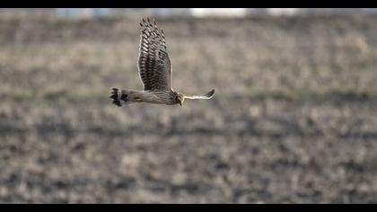 Hen Harrier