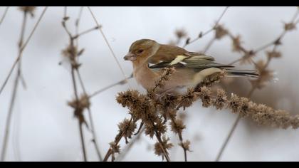 Common Chaffinch