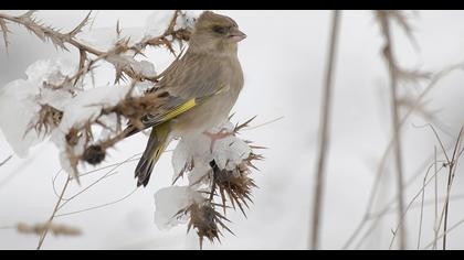 European Greenfinch