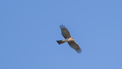 Eurasian Sparrowhawk