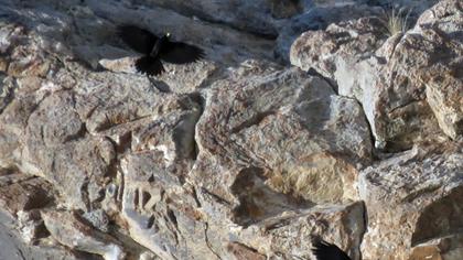 Sarıgagalı dağ kargası