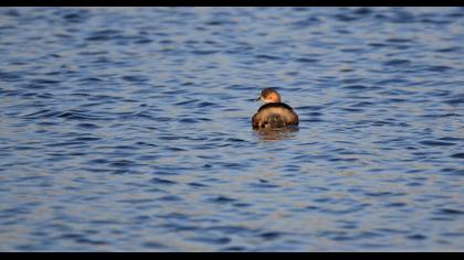 Little Grebe