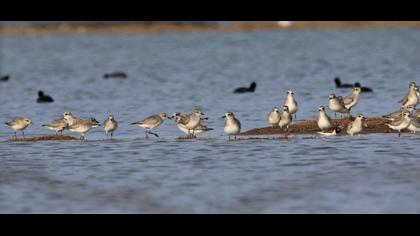 Grey Plover