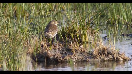 Water Pipit