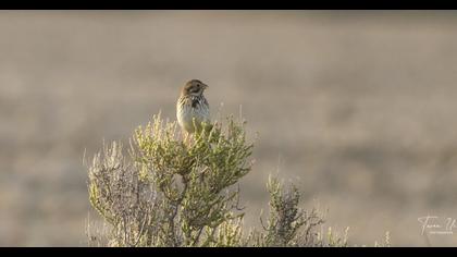 Corn Bunting
