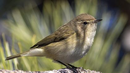 Common Chiffchaff