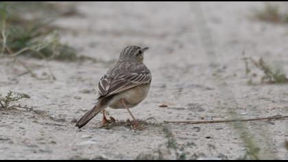 Tawny Pipit