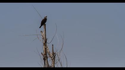 Western Osprey
