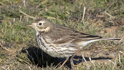Buff-bellied Pipit