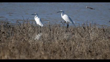 Küçük ak balıkçıl